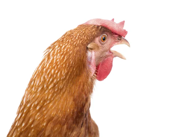 Kurczaka głowy na białym tle biały — Zdjęcie stockowe