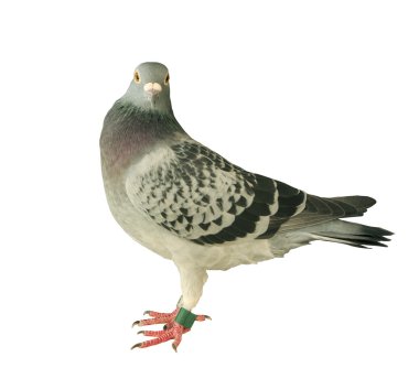 pigeon kuş izole beyaz ba yarış hız tam vücut kadar kapatın