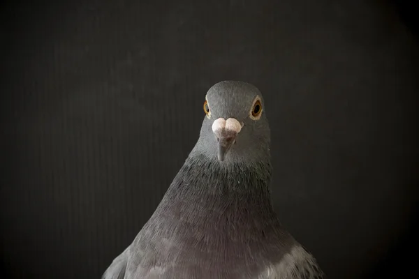 Gros plan vue de côté belle prise de vue de la tête de pigeon de course de vitesse bi — Photo