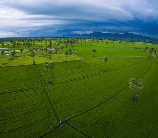 Vista aérea del arrozal verde campo de cultivo de arroz en petchaburi pro — Foto de Stock