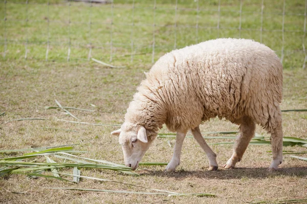 Face of merino sheep in ranch farm use for farm animals and live — Stock Photo, Image