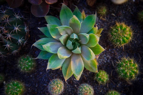 Bovenaanzicht van woestijn plant in groen huis — Stockfoto