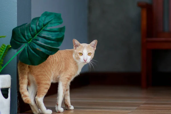 花の庭に座っているタイ国内猫 — ストック写真