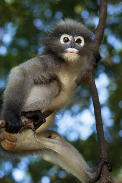 Retrato Macaco Folha Crepúsculo Parque Natural Tailandês — Fotografia de Stock