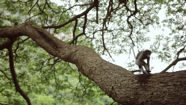 Tayland Güneyindeki Khiri Khanında Esmer Yaprak Maymunu — Stok video