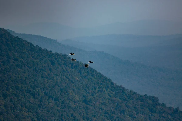 Flock Kransade Hornbill Flyger Mot Bergskedjan Khao Yai Nationalpark Thailand — Stockfoto