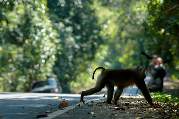 Maymun Khao Yai Ulusal Parkı Tayland — Stok fotoğraf