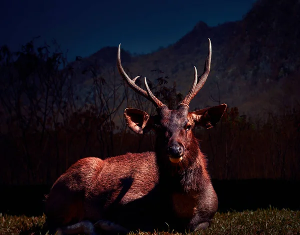 Cervo Sambar Macho Parque Nacional Khaoyai Tailandês — Fotografia de Stock