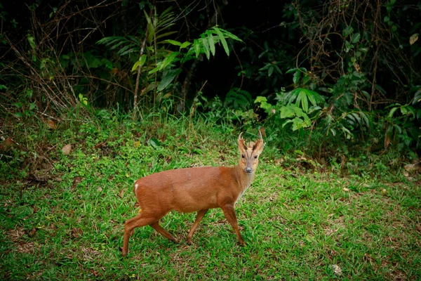 Aboiements Cerfs Dans Parc National Khao Yai Thailand — Photo