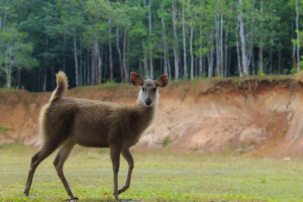 Junge Weibliche Sambar Hirsche Khao Yai Nationalpark Thailand1 — Stockfoto