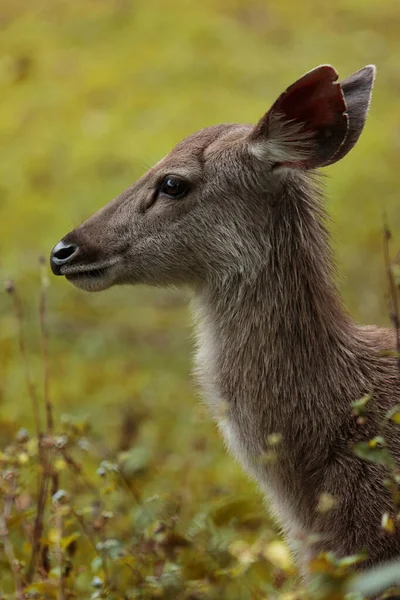 Coup Tête Cerf Sambar Dans Parc National Khao Yai Thailand — Photo