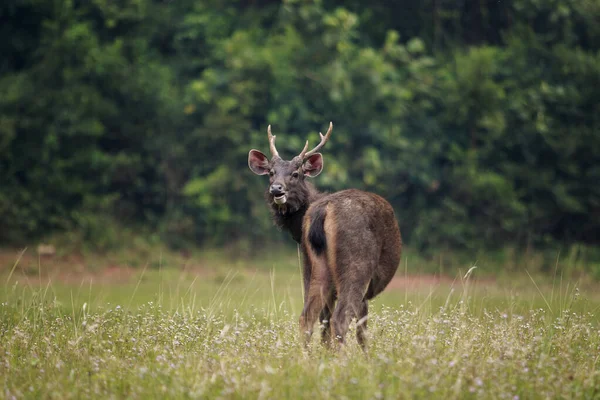 Sambar Hirsche Khao Yai Nationalpark Thailand — Stockfoto