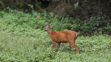 geyik khaoyai Milli Parkı Tayland barking