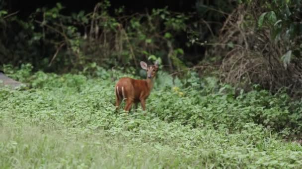 Blaffen Herten Khaoyai Nationaal Park Thailand — Stockvideo