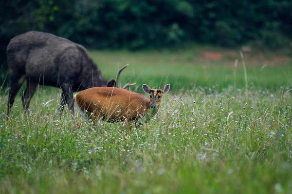 Corteccia Cervo Cervo Sambar Nel Parco Nazionale Thailandese Khao Yai — Foto Stock