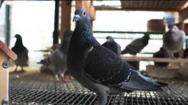 Yuvadaki güvercin yuvası