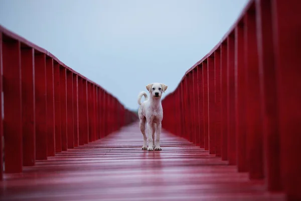 Biały Pies Ulicy Stojący Czerwonym Drewnianym Moście — Zdjęcie stockowe