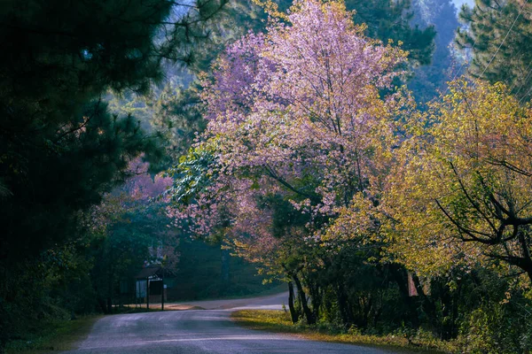 Vacker Natursköna Doi Angkhang Chiang Mai Thailand — Stockfoto