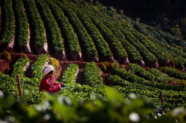 Chiang Mai Tayland 'daki tepe kabilesi.