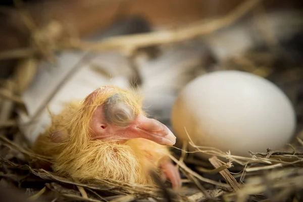 新出生的鸽子 产于稻草窝 — 图库照片