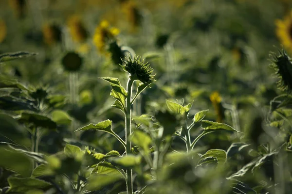 Vacker Grön Solros Plantage Fält — Stockfoto