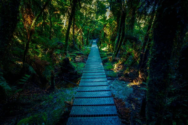 Caminho Madeira Através Floresta Samambaias Matheson Lago Nova Zelândia — Fotografia de Stock