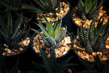 Bir grup zebra saksı ekiyorlar.