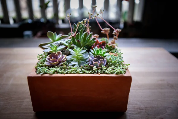 Mooie Sappige Planten Kleine Tuin — Stockfoto