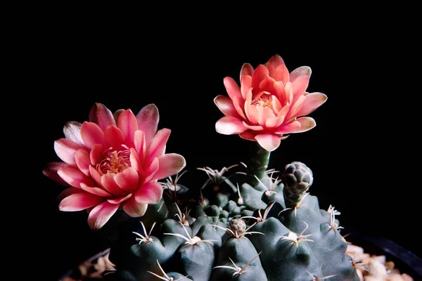 Rode Kleur Gymnocalycium Cactus Bloemen Bloeien Tegen Donkere Achtergrond — Stockfoto