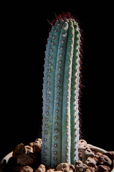 Espinha Preta Cipocereus Bradei Cacto Vaso Plantio — Fotografia de Stock