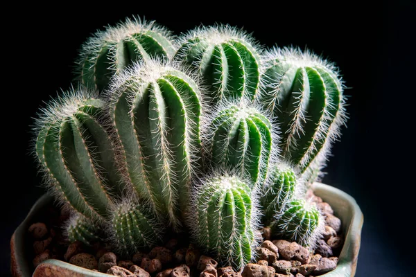 Grupo Bellos Cactus Columna Vertebral Maceta — Foto de Stock