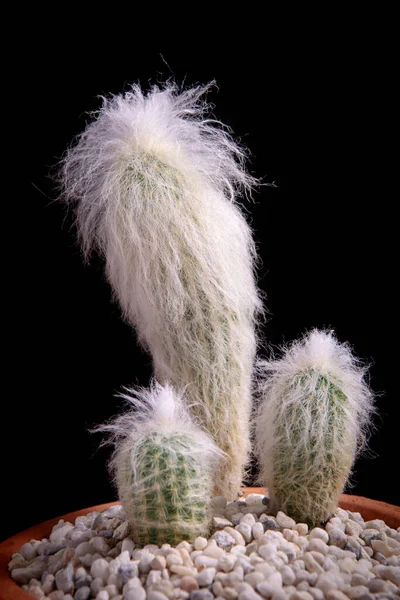 Cephalocereus Senilis Yaşlı Kaktüs Saksısı — Stok fotoğraf