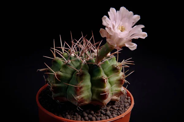 Rosa Blomma Gymnocalycium Kaktus Blommar Mot Mörk Bakgrund — Stockfoto