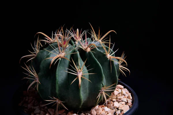 Primer Plano Ferocactus Wislizenii Cactus Anzuelo Sobre Fondo Oscuro — Foto de Stock
