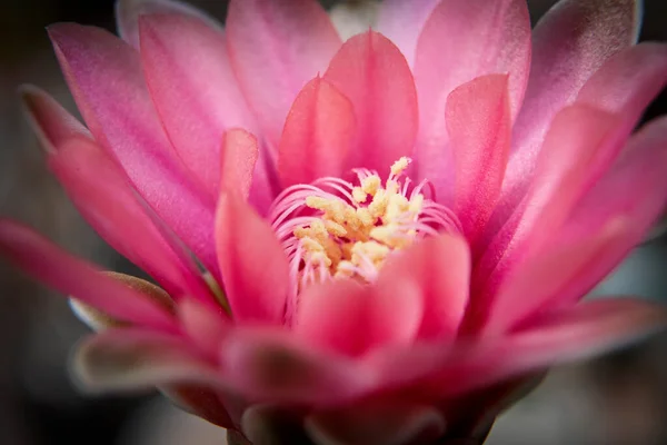 Close Stamen Male Filament Gymnocalycium Cactus — Stock Photo, Image