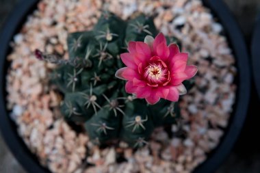 Ot ekerken jimnastik kaktüsünün pembe çiçeğini kapat.