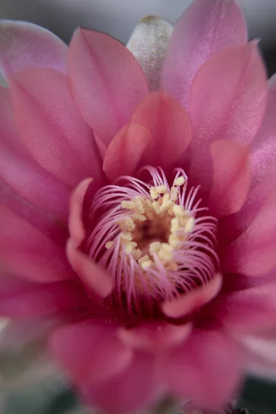 Zblízka Růžová Květ Gymnocalycium Kaktus Kvetoucí — Stock fotografie