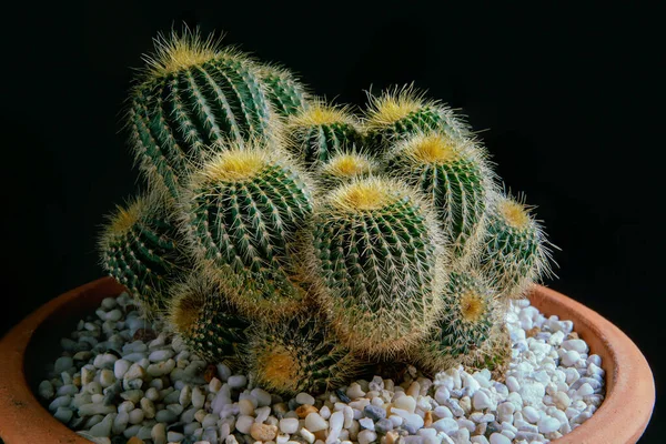 Studio Shot Beautiful Cactus Clay Pot — Stock Photo, Image