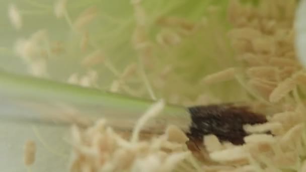 Цветущий Кактус Зерна Человек Размножается Пыльцой — стоковое видео