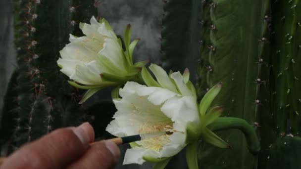 草食性サボテンの花が咲き人間は花粉で繁殖します — ストック動画
