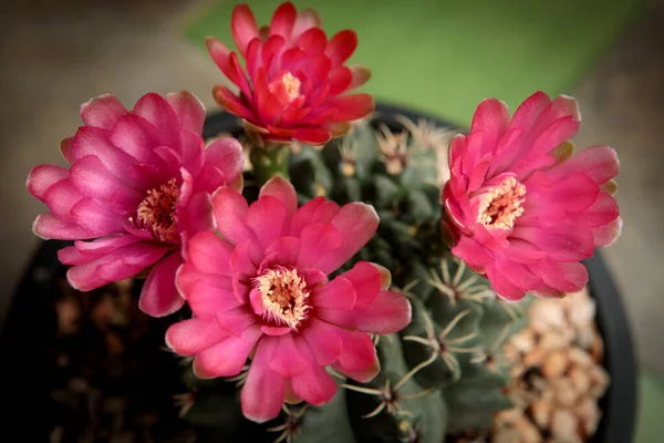 Kırmızı Flowe Gymnocalycium baldianum kaktüsünü kapatın. 