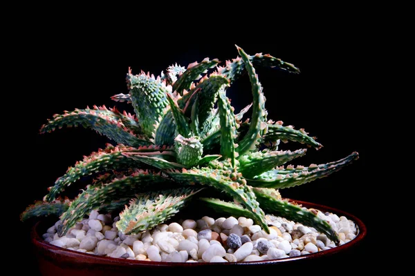 Saksıdaki Aloe Hibrit Bitkisini Kapatın — Stok fotoğraf