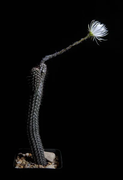 Blooming Flower Setiechinopsis Mirabilis Cactus Planting Pot — Stock Photo, Image