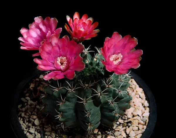 Rote Blüte Des Gymnocalycium Baldianum Kaktus — Stockfoto