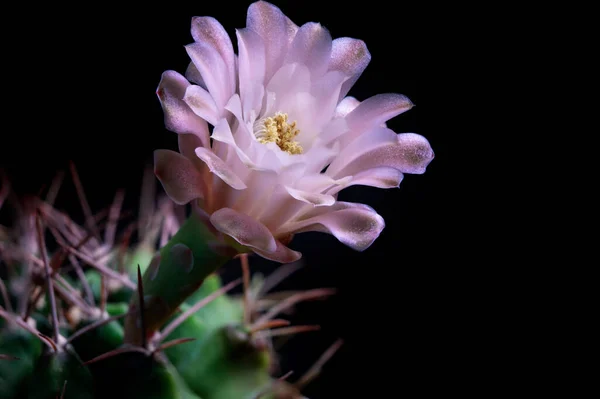 Close Pink Flower Gymnocalycium Cactus Dark Background — Stock Photo, Image
