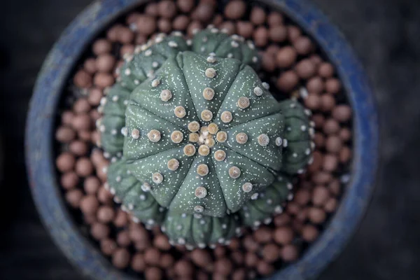 Bovenaanzicht Astrohytum Asterius Cactus Plantpot — Stockfoto