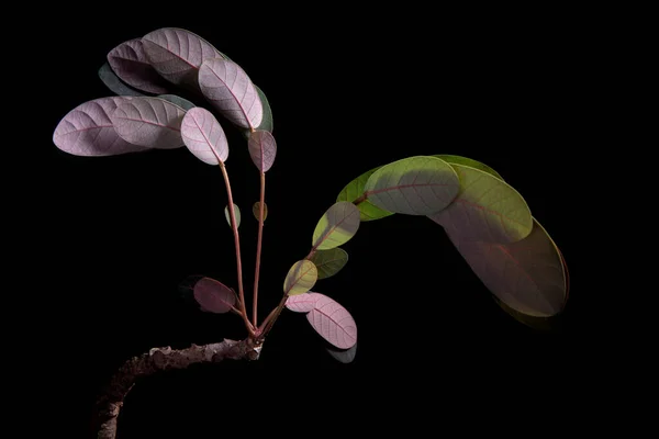 Sleeping Leaves Phyllanthus Mirabilis Studio Shot — Stock Photo, Image