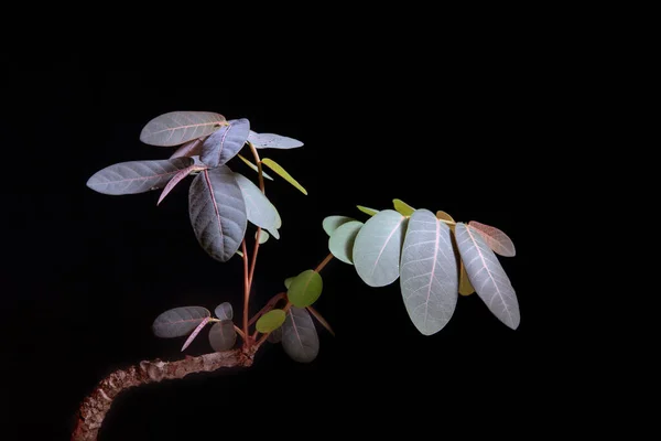 Primer Plano Hojas Phyllanthus Mirabilis Iluminación Estudio Disparo —  Fotos de Stock