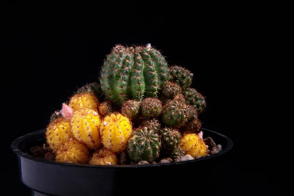 Zbliżyć Żółty Zmienny Kaktus Lobivia Doniczce Sadzenia Ciemnym Tle — Zdjęcie stockowe
