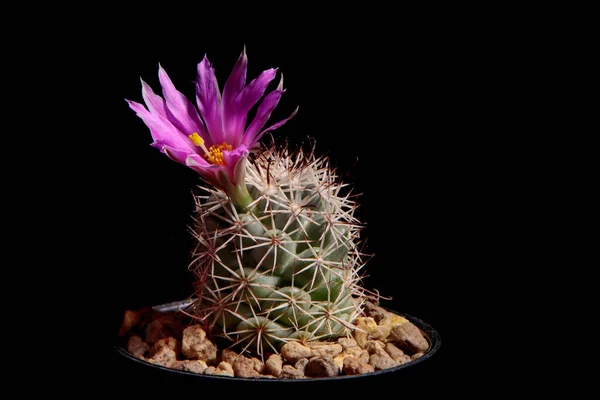 Mammillaria Kaktüsünün Pembe Çiçeği Koyu Arkaplanda Çiçek Açıyor — Stok fotoğraf